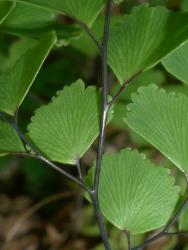 Adiantum cunninghamii. Glabrous, red-brown rachis and pinna costae on sterile frond.
 Image: L.R. Perrie © Leon Perrie CC BY-NC 3.0 NZ